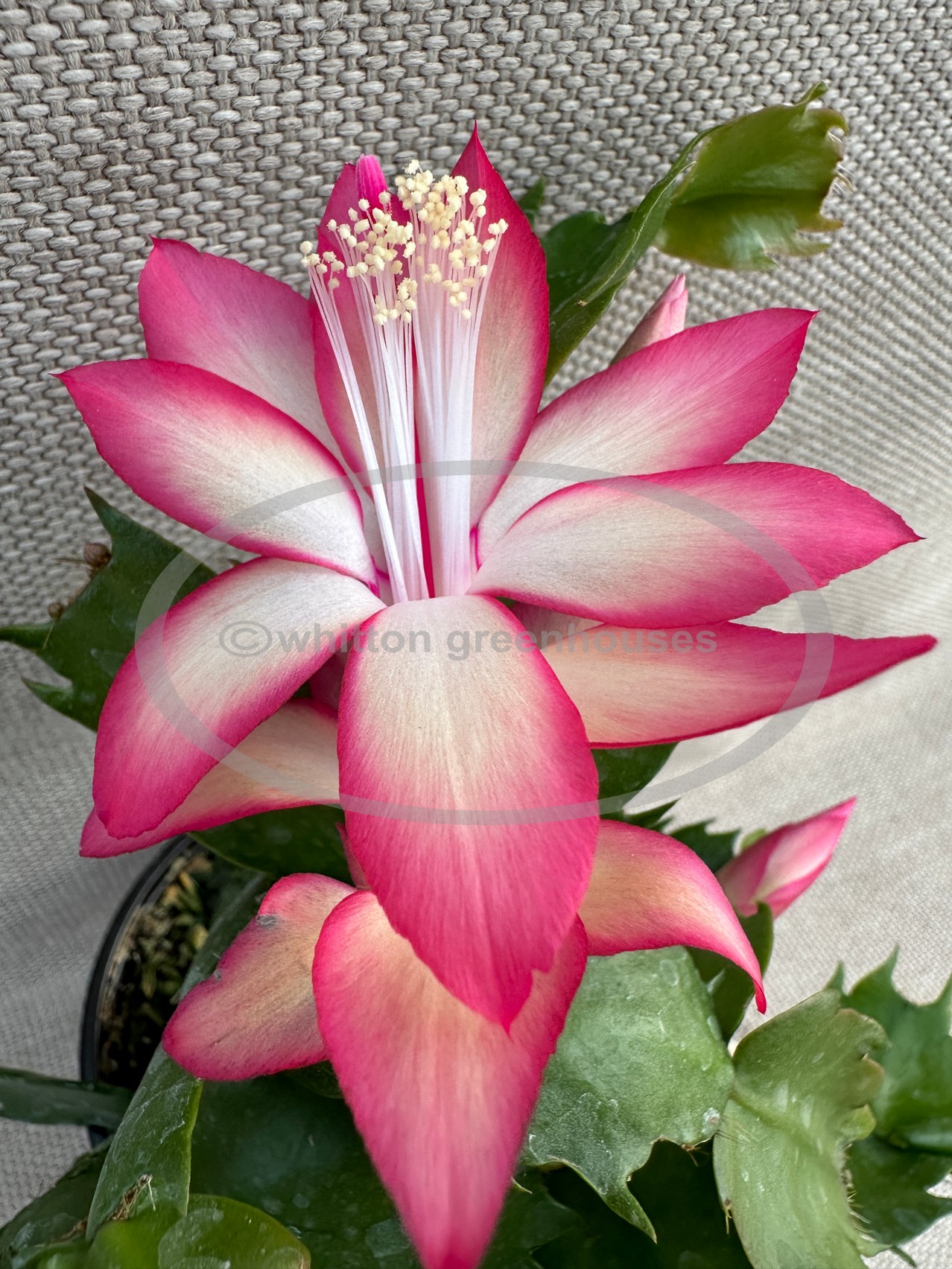 Brilliant Rose (image for) Brilliant Rose